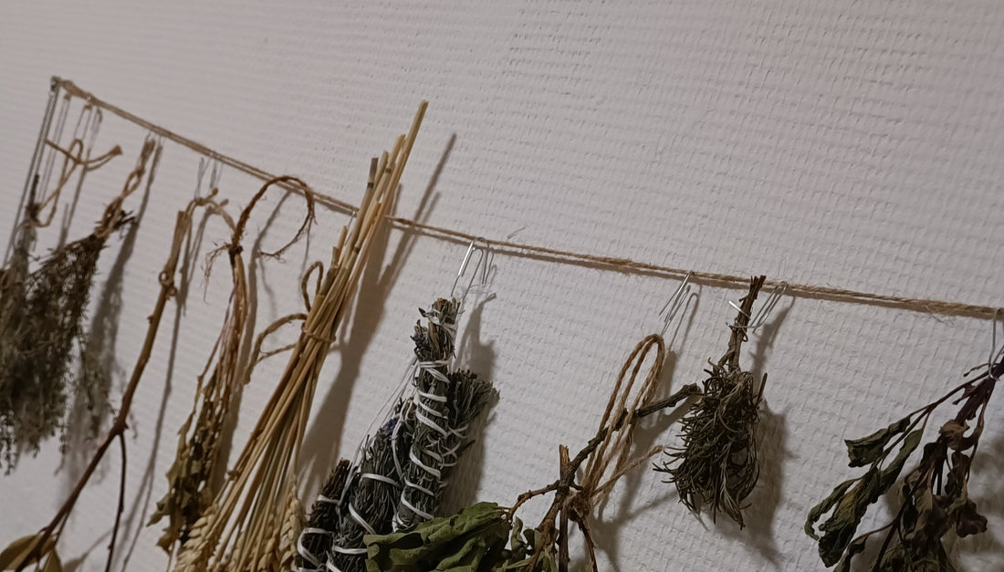 Les plantes et leurs bienfaits